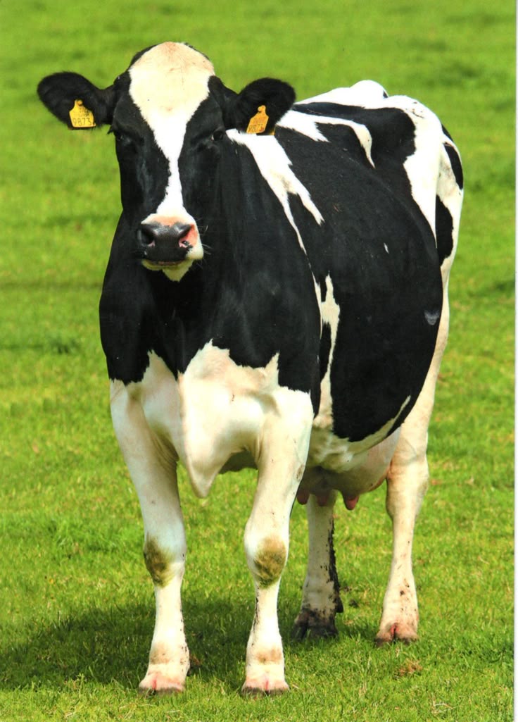 Cow